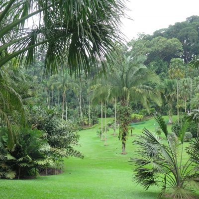 Botanischer Garten In Singapur Di Ferdinand Stueckler